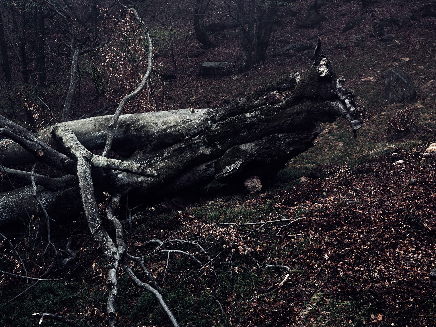 TREE-03