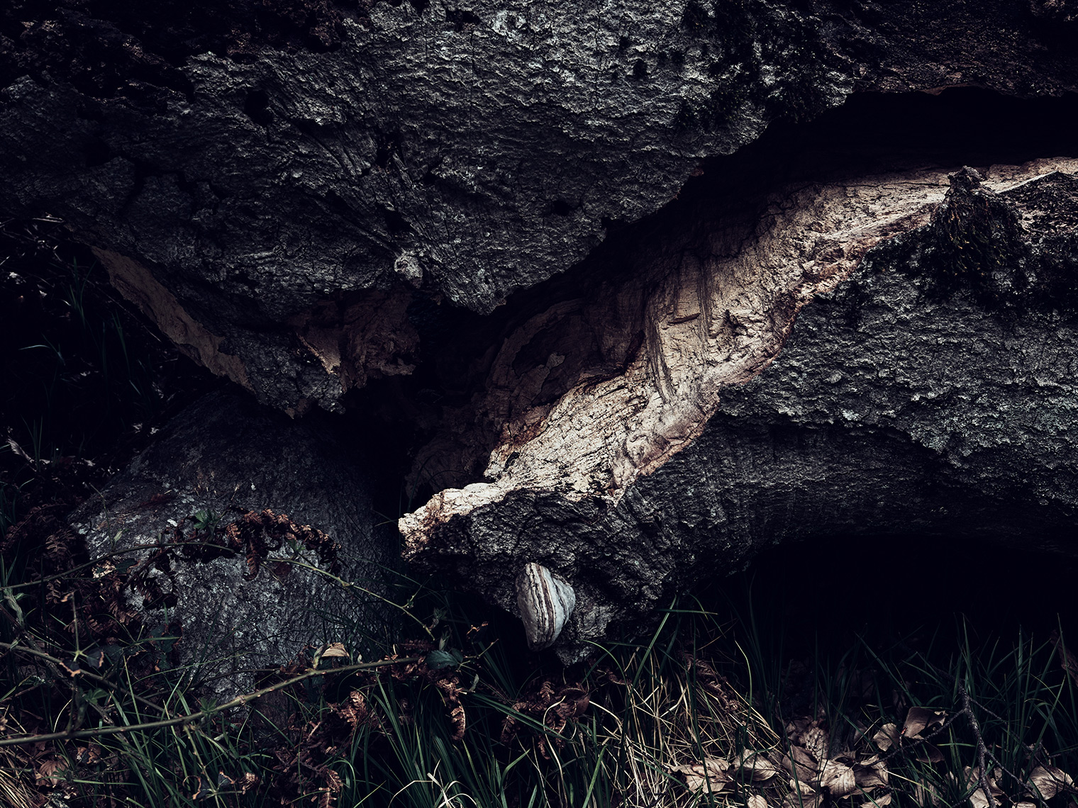 TREE-04