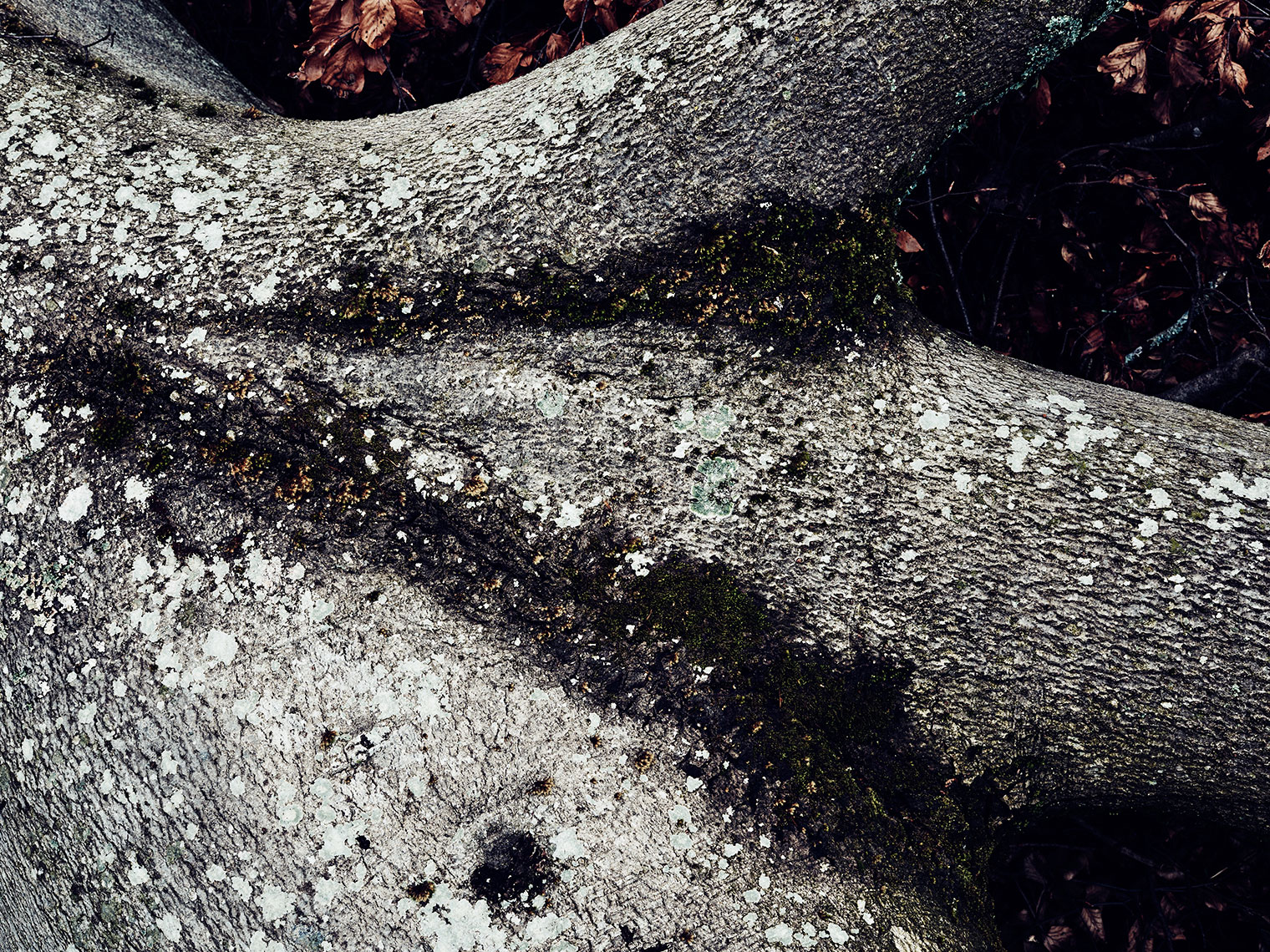 TREE-08